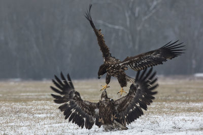 Bird flying over a field