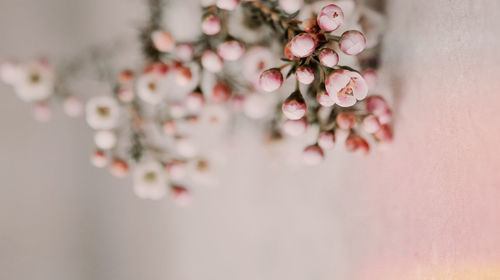 Close-up of pink cherry blossom