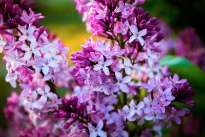 Close-up of pink flowering plant