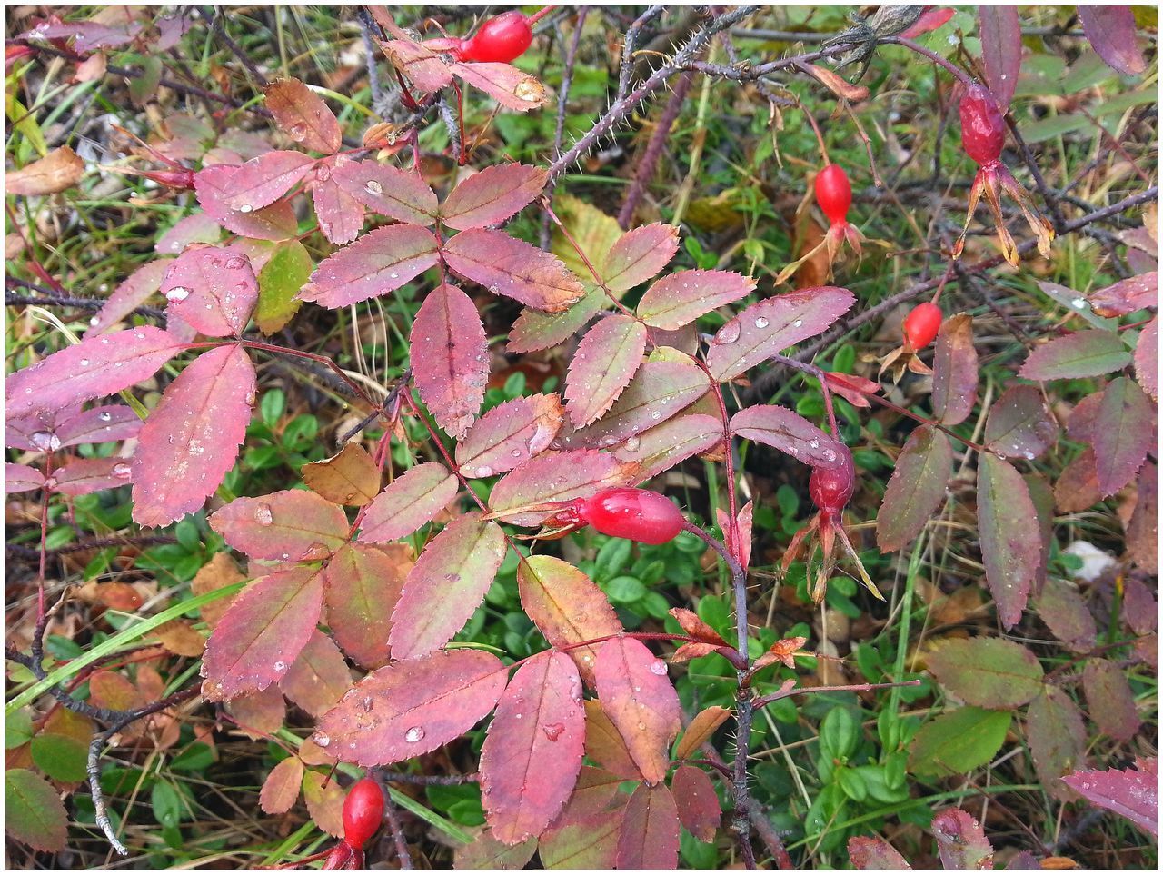 HIGH ANGLE VIEW OF RED LEAVES ON FIELD