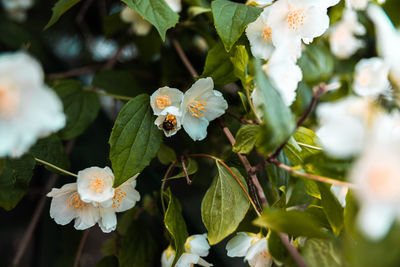 Close-up of white flowering plant