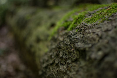 Close-up of moss growing on tree trunk