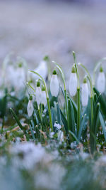 Close-up of white crocus flowers on field