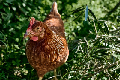 Free-grazing domestic hen on a traditional free range poultry organic farm. 