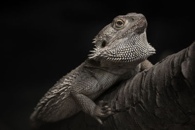 Close-up of a lizard