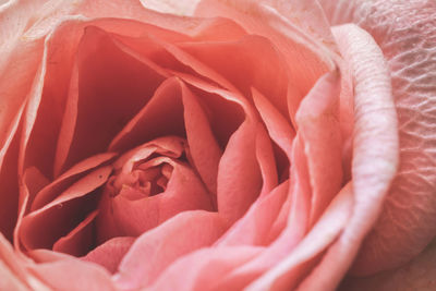 Full frame shot of pink rose