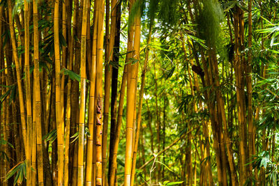 View of bamboo trees in forest