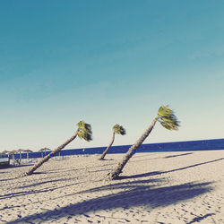 Close-up of plants on beach against clear blue sky