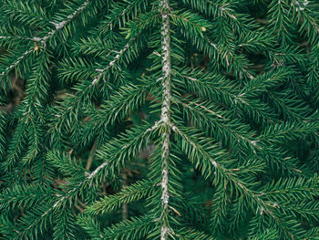 Full frame shot of pine tree
