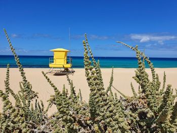 Plants by sea against sky