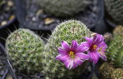 Close-up of purple succulent plant