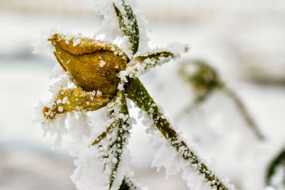 Close-up of frozen plant