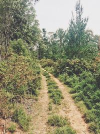 Footpath in park