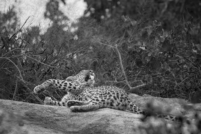 Cat relaxing in a forest