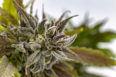 Close-up of frost on leaves