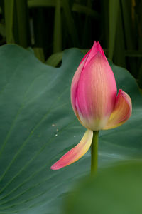 Close-up of lotus water lily in pond