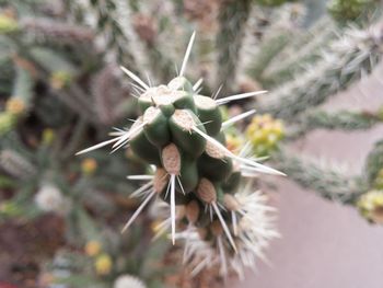 Close-up of fresh white flower buds