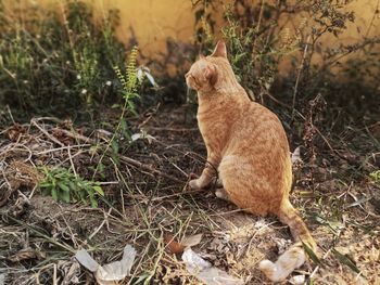 Cat sitting on field