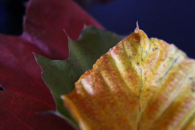 Close-up of flower