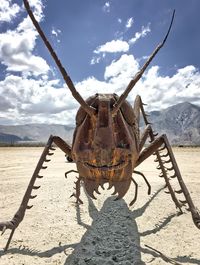 Close-up of insect on land