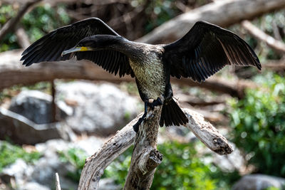 Close-up of eagle flying against blurred background