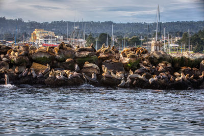 Flock of sheep on rock by sea against sky