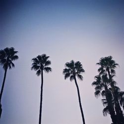 Low angle view of silhouette palm trees against clear sky