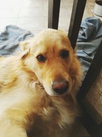 Close-up portrait of dog