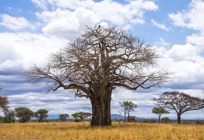 Bare tree on field against sky