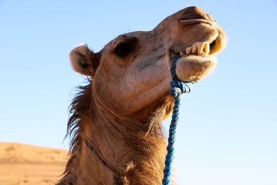 Close-up of a horse against clear sky