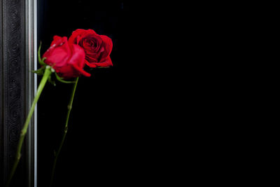 Close-up of red rose against black background
