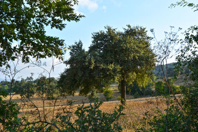 Trees growing on field against sky