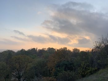 Plants and trees against sky during sunset