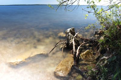 Close-up of lizard on tree by sea