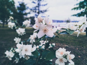 Close-up of white cherry blossoms