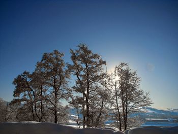 tree
