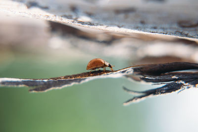 Close-up of insect on dry leaf