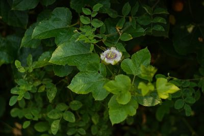 High angle view of flowering plant