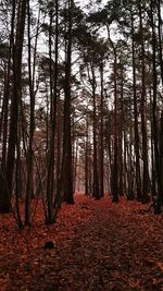 Trees in forest against sky