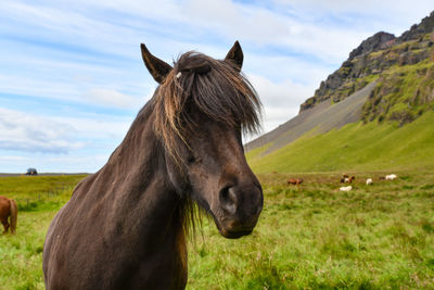 Horse on a field