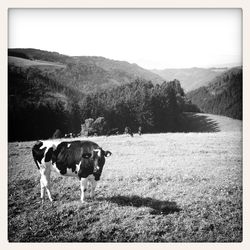 Cow grazing on grassy field