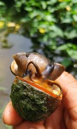 Close-up of hand holding snail