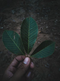 Close-up of hand holding leaves