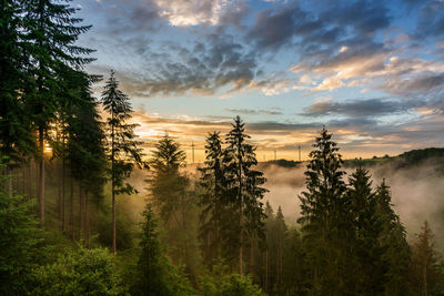 Pine trees in forest against sky during sunrise