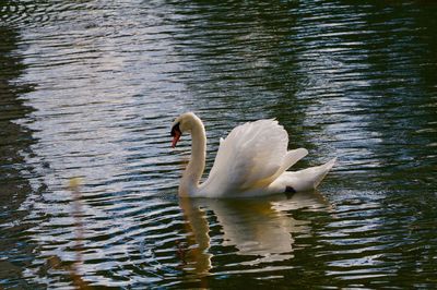 Swan swimming in lake