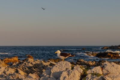 Seagull on rock in sea against sky