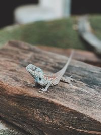 Close-up of lizard on wood