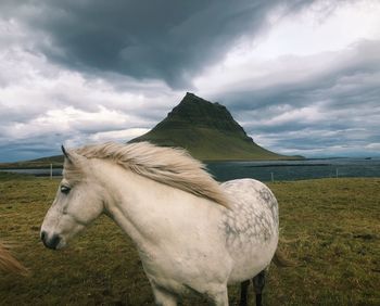 View of a horse on field