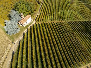 High angle view of corn on field