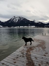 Dog in lake against sky during winter